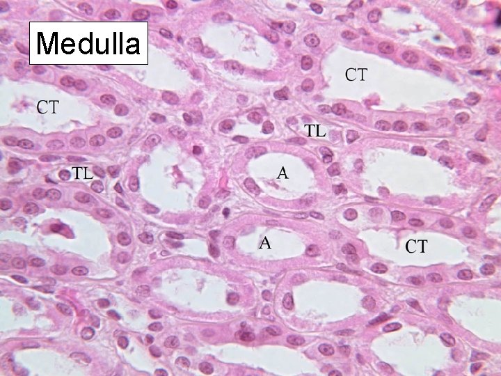 Medulla 
