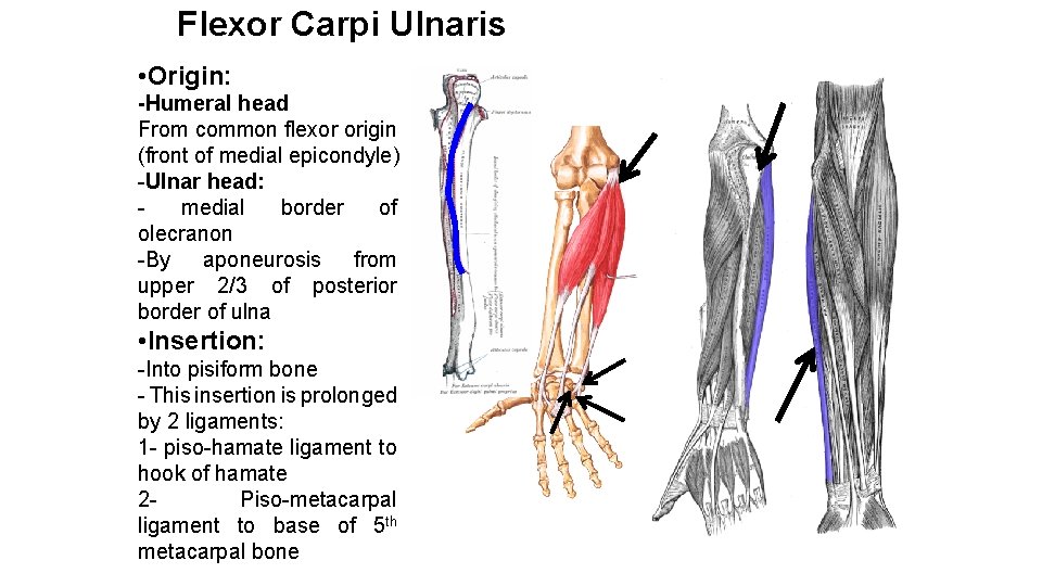Flexor Carpi Ulnaris • Origin: -Humeral head From common flexor origin (front of medial