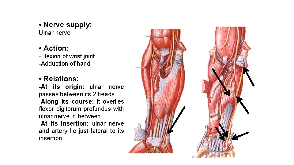  • Nerve supply: Ulnar nerve • Action: -Flexion of wrist joint -Adduction of