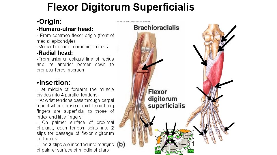 Flexor Digitorum Superficialis • Origin: -Humero-ulnar head: - From common flexor origin (front of