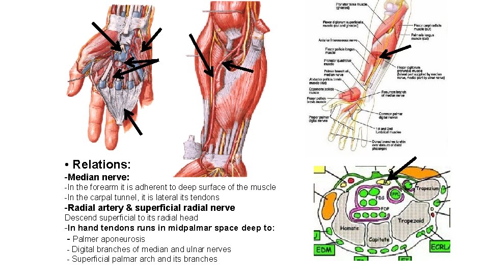  • Relations: -Median nerve: -In the forearm it is adherent to deep surface