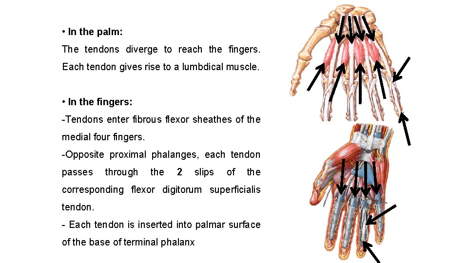  • In the palm: The tendons diverge to reach the fingers. Each tendon