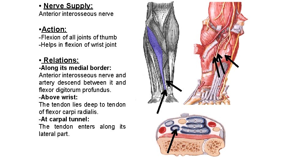  • Nerve Supply: Anterior interosseous nerve • Action: -Flexion of all joints of