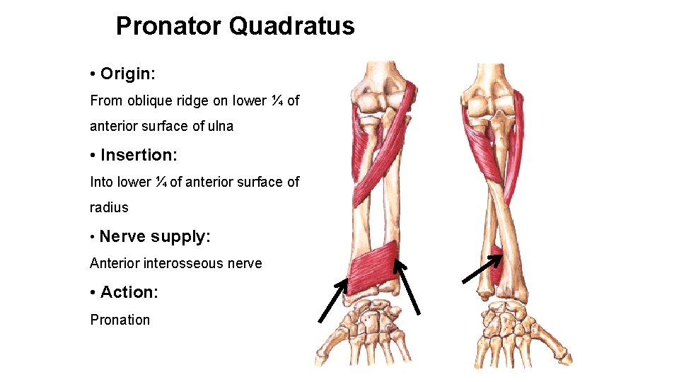 Pronator Quadratus • Origin: From oblique ridge on lower ¼ of anterior surface of