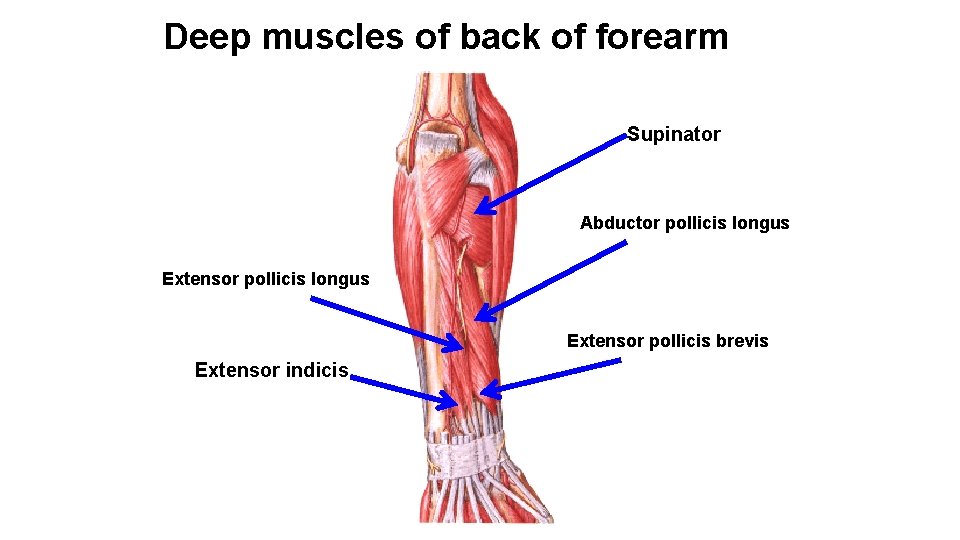 Deep muscles of back of forearm Supinator Abductor pollicis longus Extensor pollicis brevis Extensor