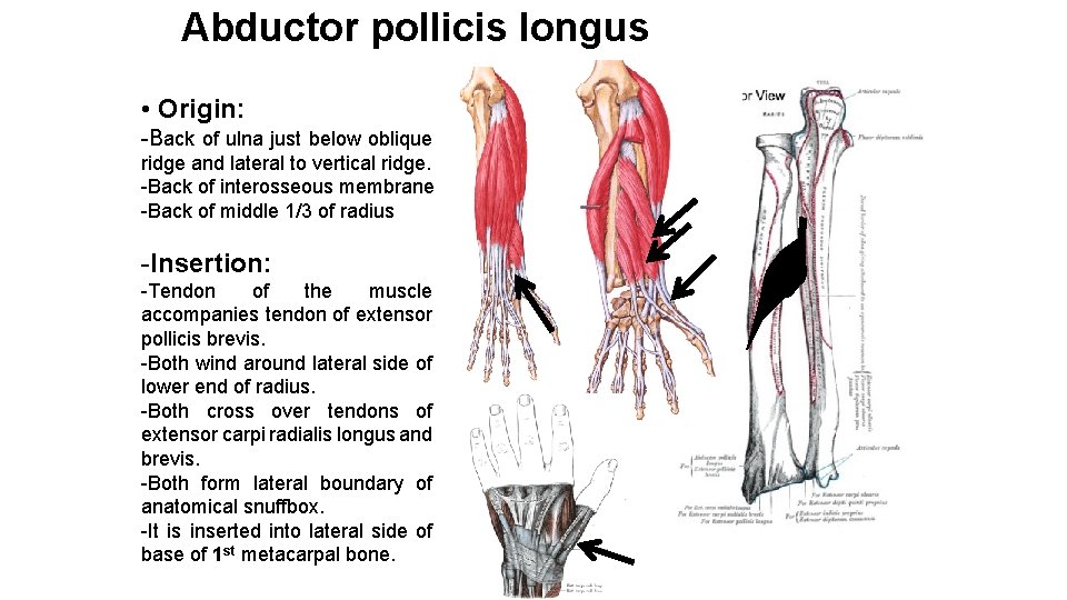 Abductor pollicis longus • Origin: -Back of ulna just below oblique ridge and lateral