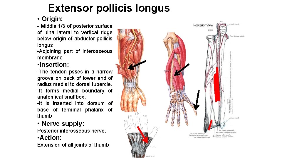 Extensor pollicis longus • Origin: - Middle 1/3 of posterior surface of ulna lateral