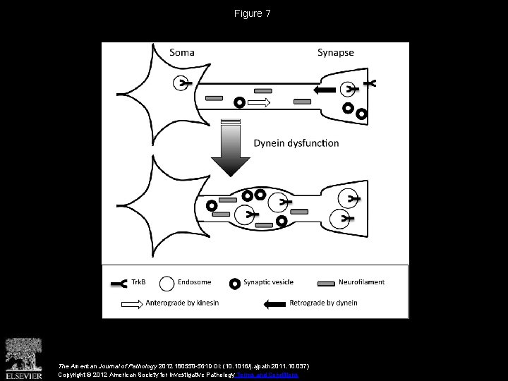 Figure 7 The American Journal of Pathology 2012 180550 -561 DOI: (10. 1016/j. ajpath.
