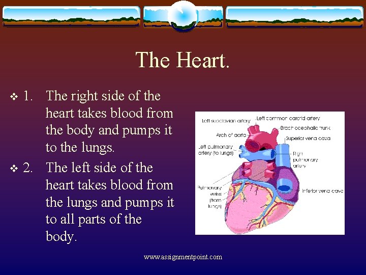 The Heart. 1. The right side of the heart takes blood from the body