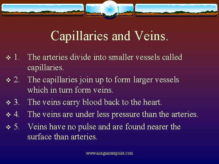 Capillaries and Veins. 1. The arteries divide into smaller vessels called capillaries. v 2.