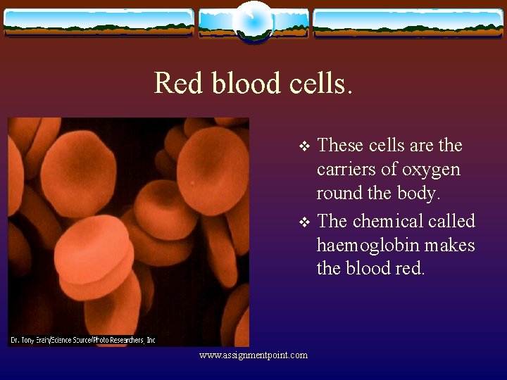 Red blood cells. These cells are the carriers of oxygen round the body. v