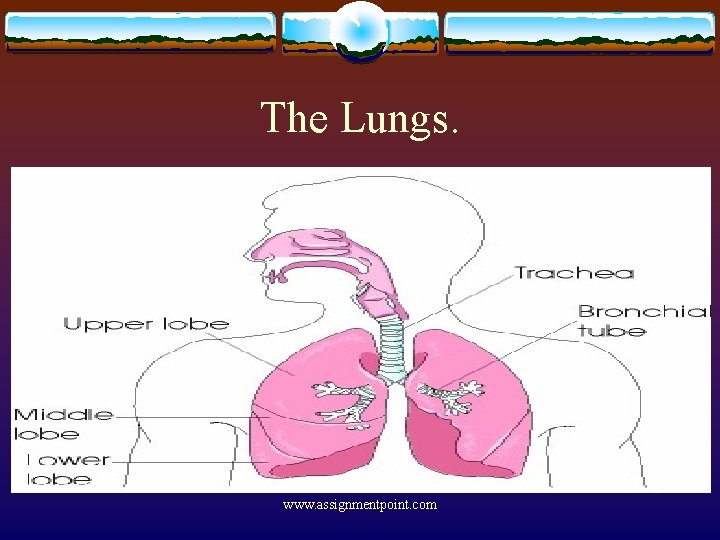 The Lungs. www. assignmentpoint. com 