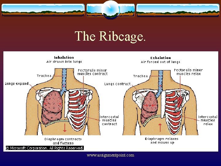 The Ribcage. www. assignmentpoint. com 