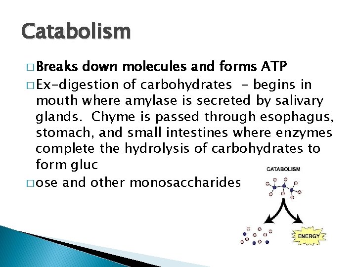 Catabolism � Breaks down molecules and forms ATP � Ex-digestion of carbohydrates - begins