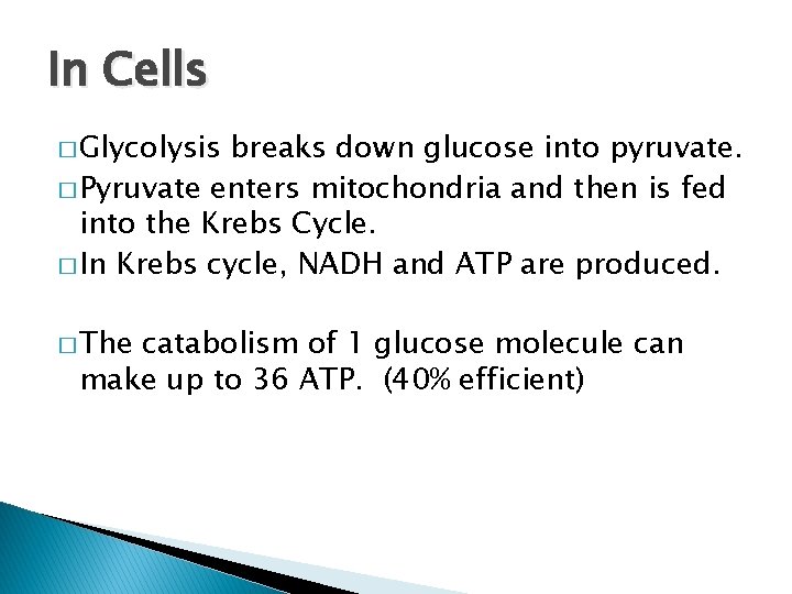 In Cells � Glycolysis breaks down glucose into pyruvate. � Pyruvate enters mitochondria and