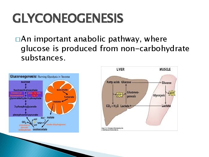 GLYCONEOGENESIS � An important anabolic pathway, where glucose is produced from non-carbohydrate substances. 