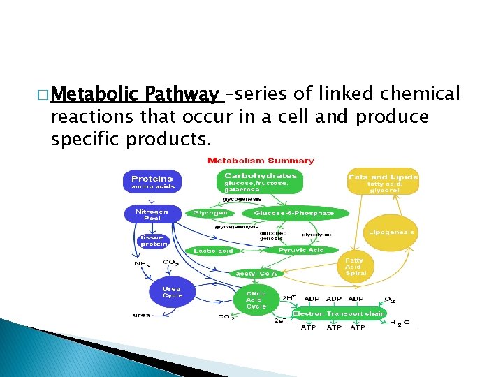 � Metabolic Pathway –series of linked chemical reactions that occur in a cell and