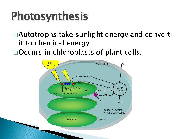 Photosynthesis � Autotrophs take sunlight energy and convert it to chemical energy. � Occurs