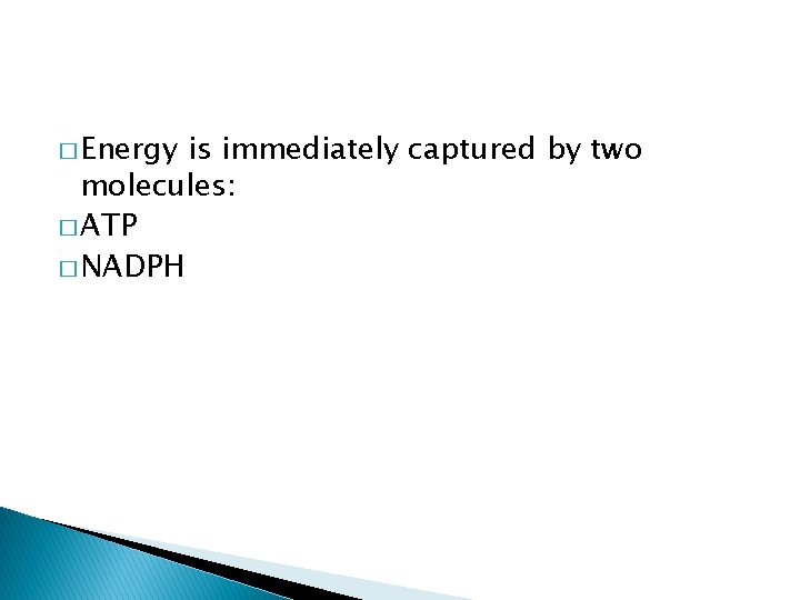 � Energy is immediately captured by two molecules: � ATP � NADPH 