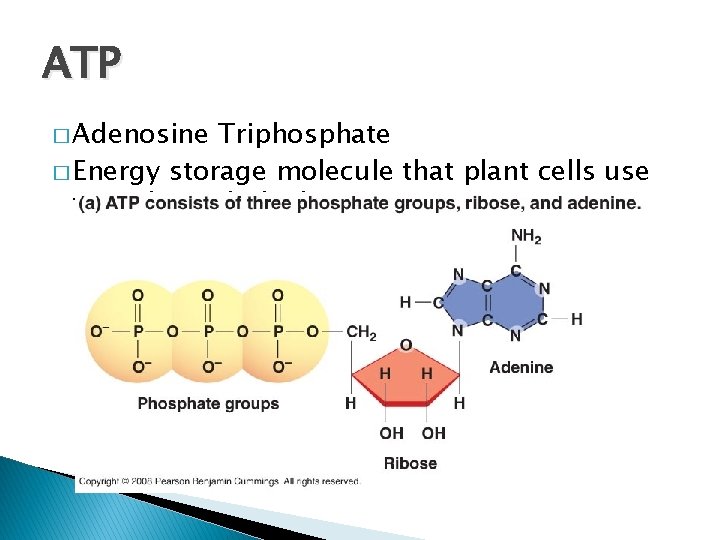 ATP � Adenosine Triphosphate � Energy storage molecule that plant cells use to make