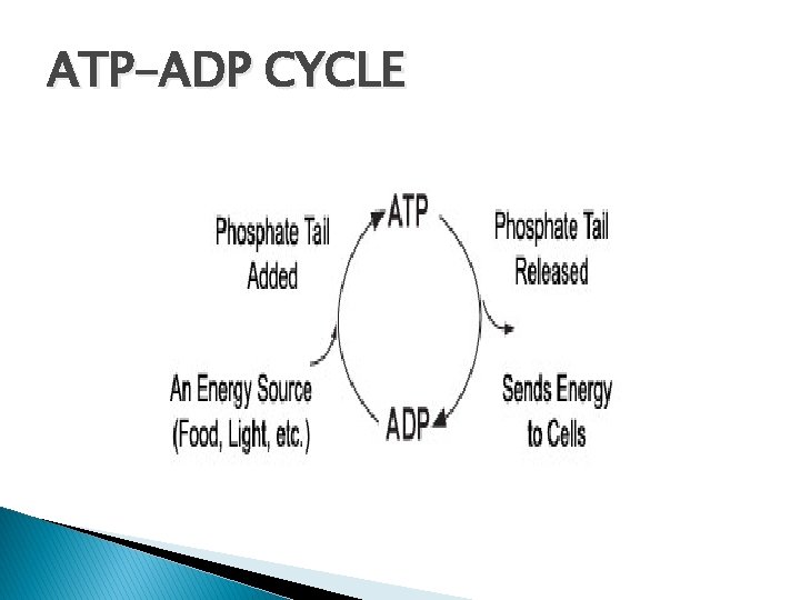 ATP-ADP CYCLE 