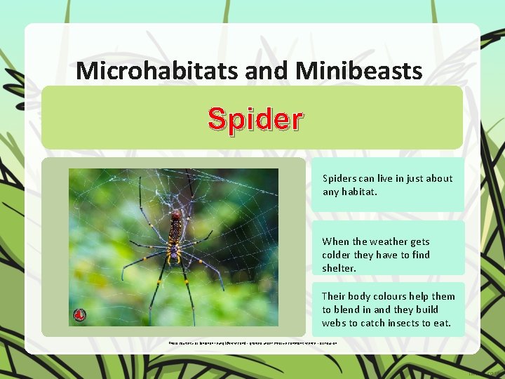 Microhabitats and Minibeasts Spiders can live in just about any habitat. When the weather