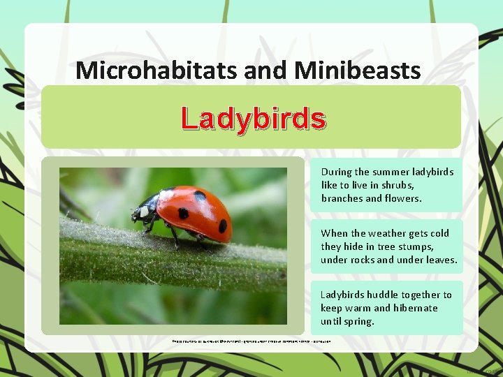 Microhabitats and Minibeasts Ladybirds During the summer ladybirds like to live in shrubs, branches