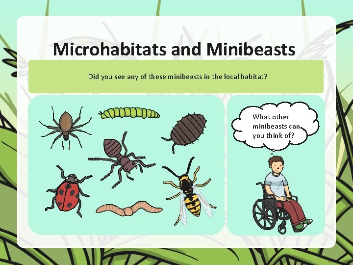 Microhabitats and Minibeasts Did you see any of these minibeasts in the local habitat?