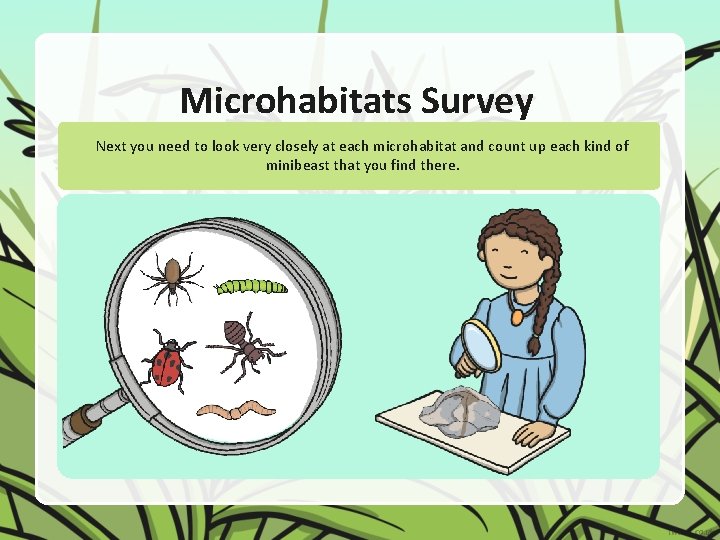 Microhabitats Survey Next you need to look very closely at each microhabitat and count