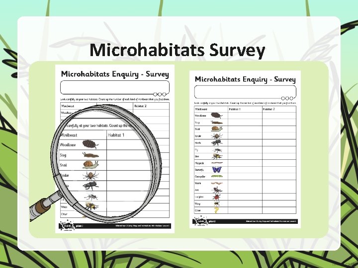 Microhabitats Survey 