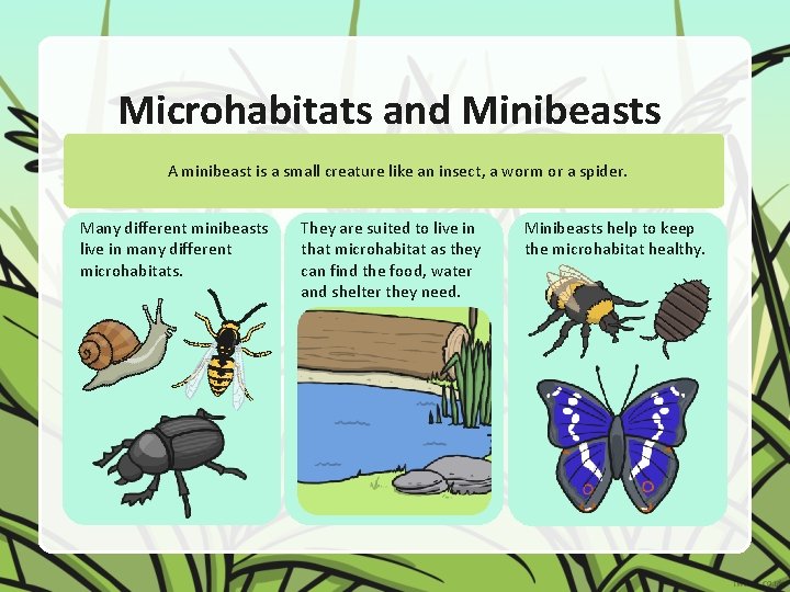 Microhabitats and Minibeasts A minibeast is a small creature like an insect, a worm