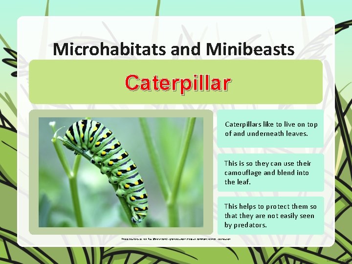 Microhabitats and Minibeasts Caterpillars like to live on top of and underneath leaves. This