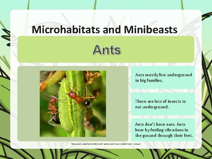 Microhabitats and Minibeasts Ants mostly live underground in big families. There are lots of