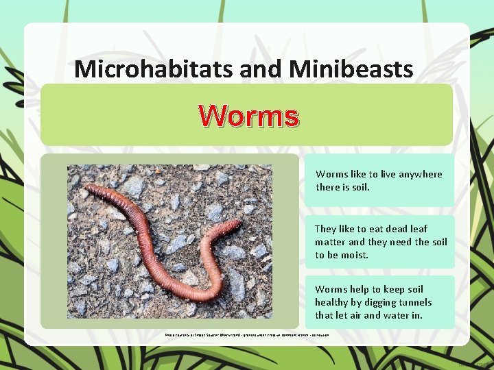 Microhabitats and Minibeasts Worms like to live anywhere there is soil. They like to