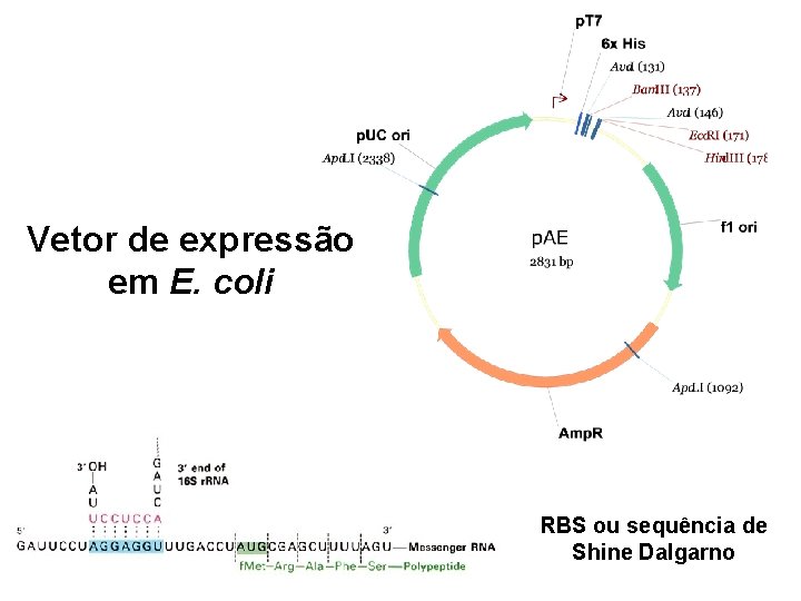 Vetor de expressão em E. coli RBS ou sequência de Shine Dalgarno 