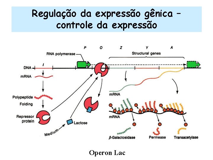 Regulação da expressão gênica – controle da expressão Operon Lac 