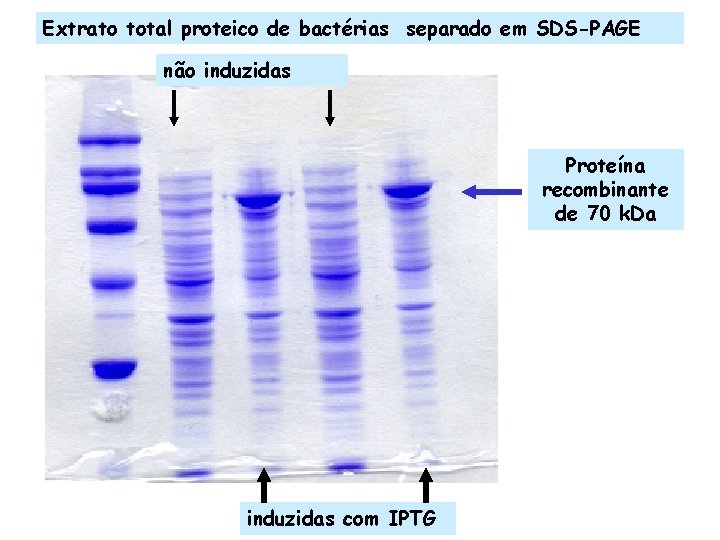 Extrato total proteico de bactérias separado em SDS-PAGE não induzidas Proteína recombinante de 70