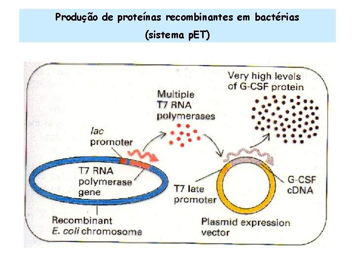 Produção de proteínas recombinantes em bactérias (sistema p. ET) 