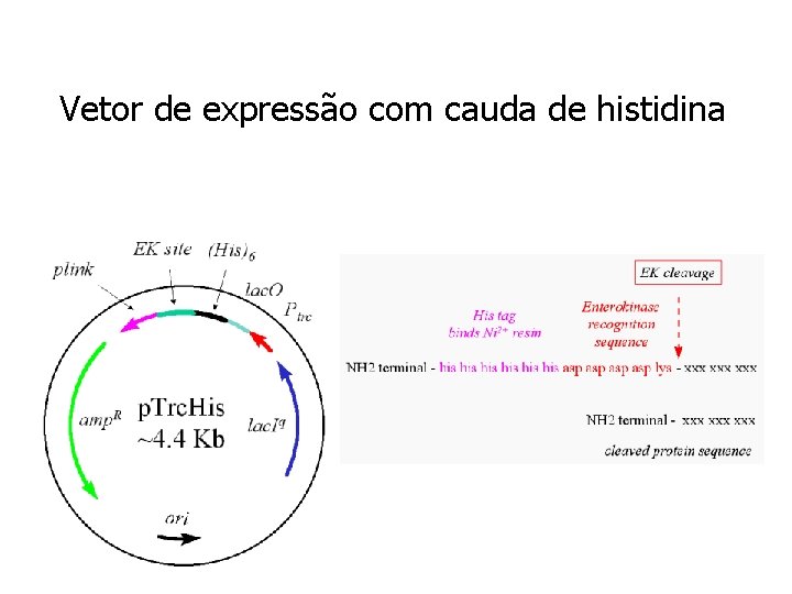 Vetor de expressão com cauda de histidina 