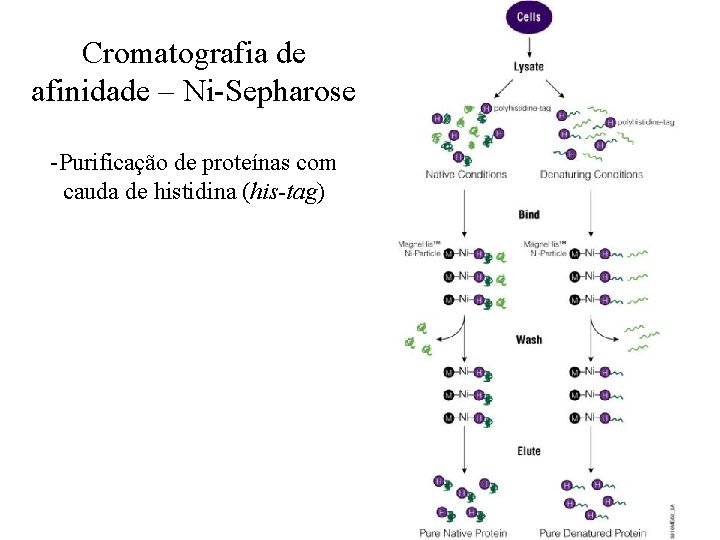 Cromatografia de afinidade – Ni-Sepharose -Purificação de proteínas com cauda de histidina (his-tag) 