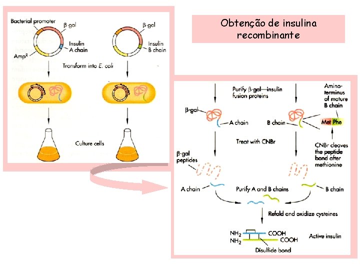 Obtenção de insulina recombinante 