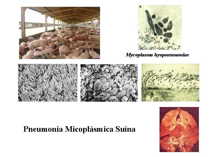 Mycoplasma hyopneumoniae Pneumonia Micoplásmica Suína 