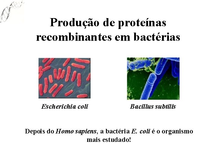 Produção de proteínas recombinantes em bactérias Escherichia coli Bacillus subtilis Depois do Homo sapiens,