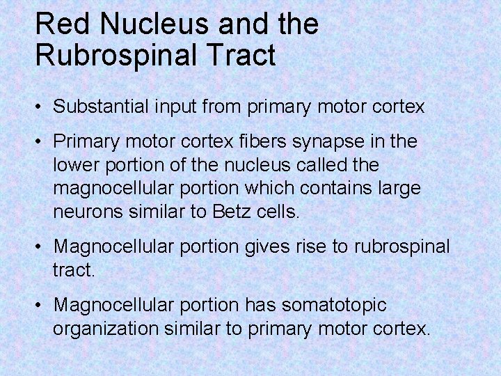 Red Nucleus and the Rubrospinal Tract • Substantial input from primary motor cortex •
