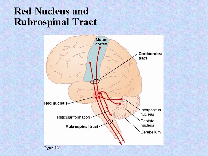 Red Nucleus and Rubrospinal Tract Figure 55 -5 