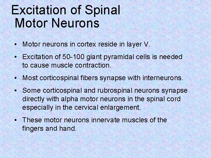 Excitation of Spinal Motor Neurons • Motor neurons in cortex reside in layer V.