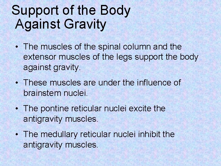 Support of the Body Against Gravity • The muscles of the spinal column and
