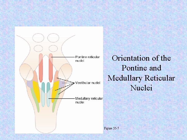 Orientation of the Pontine and Medullary Reticular Nuclei Figure 55 -7 