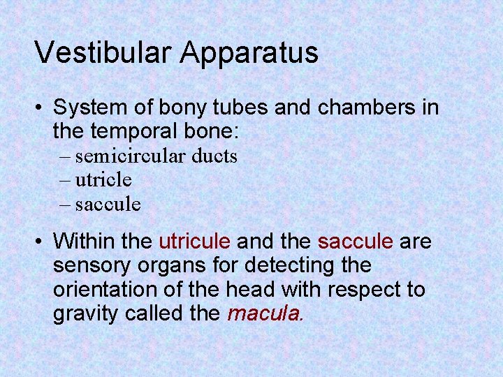 Vestibular Apparatus • System of bony tubes and chambers in the temporal bone: –