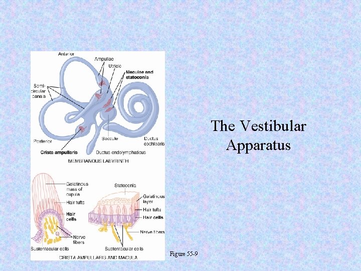 The Vestibular Apparatus Figure 55 -9 